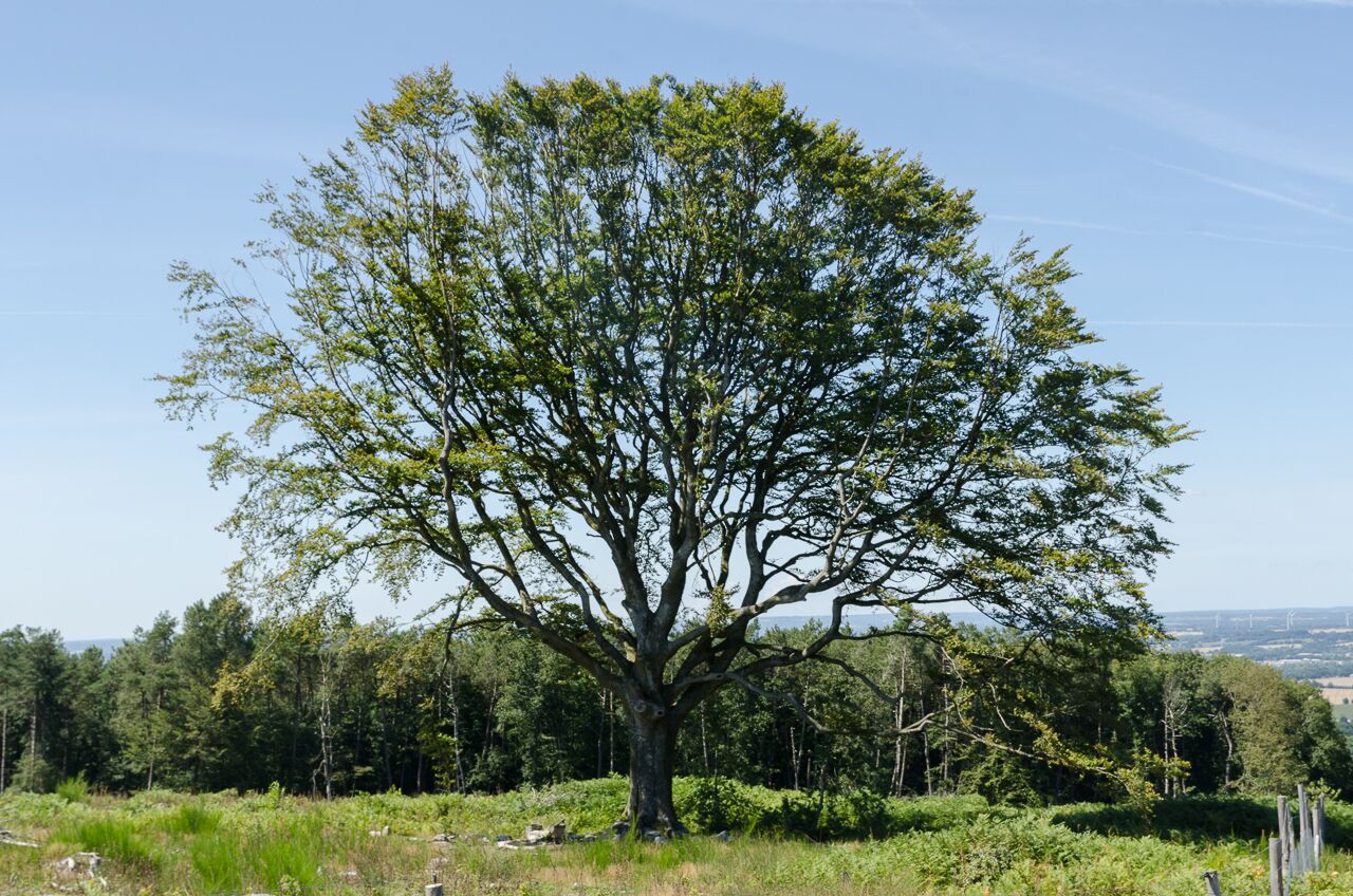 Forêt de Paimpont-Broceliande