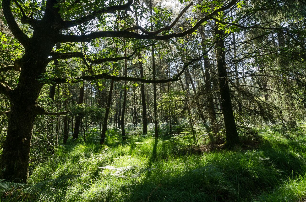 France - Forêt de Paimpont-Broceliande - Photo 2