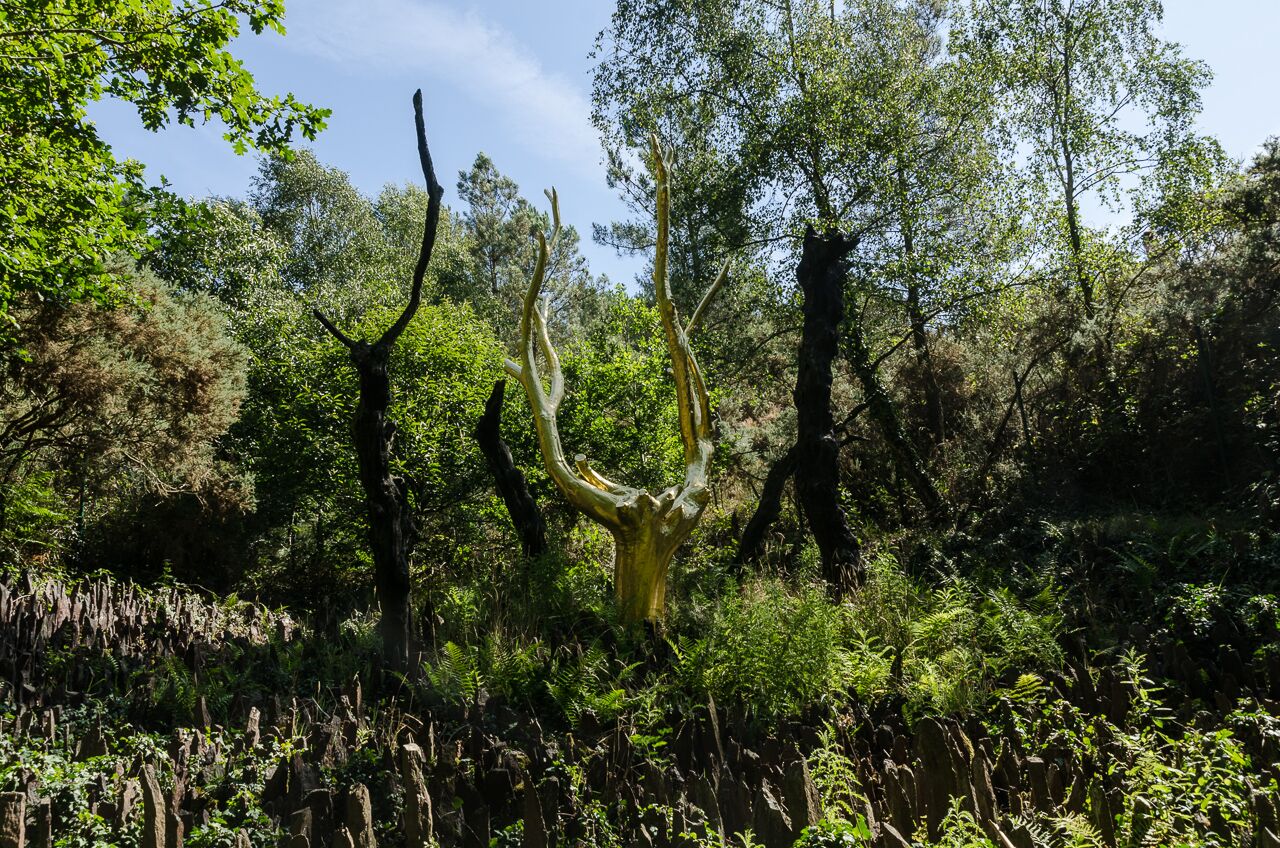 France - Forêt de Paimpont-Broceliande - Photo 3