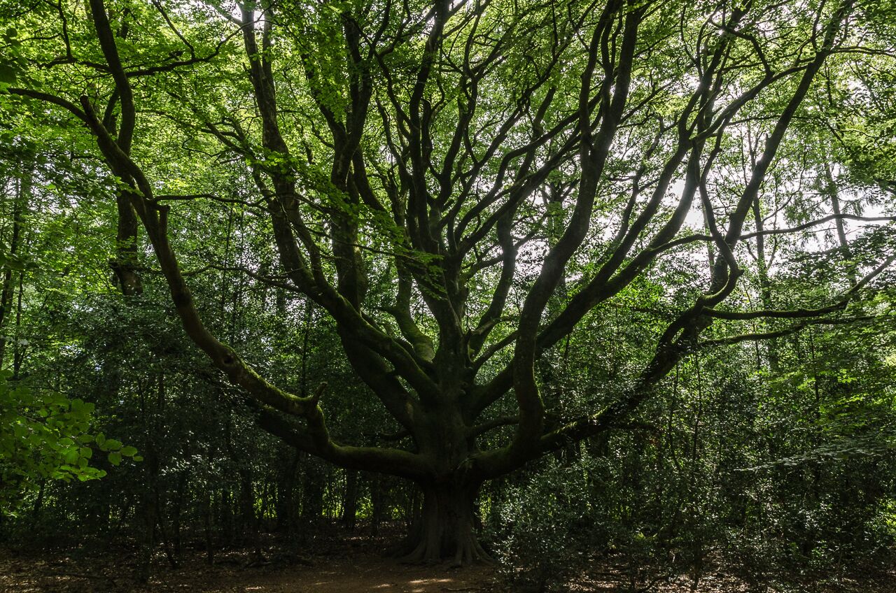 France - Forêt de Paimpont-Broceliande - Photo 4