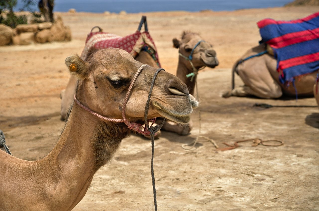 Maroc - Tanger - Photo 4