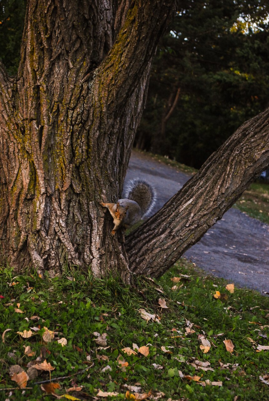 Non classées - Écureuil, Parc de la Visitation, Montréal