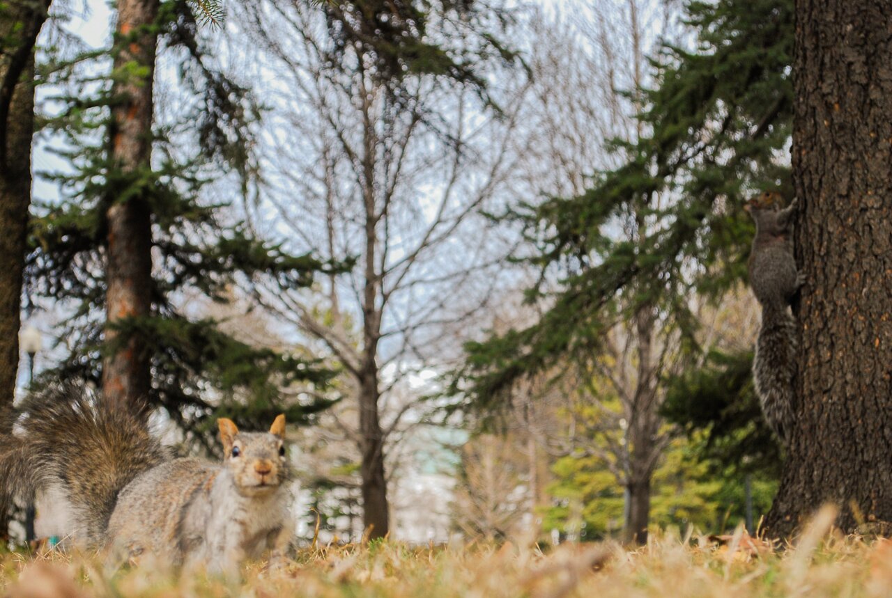 Non classées - Écureuils, Jardin Botanique de Montréal