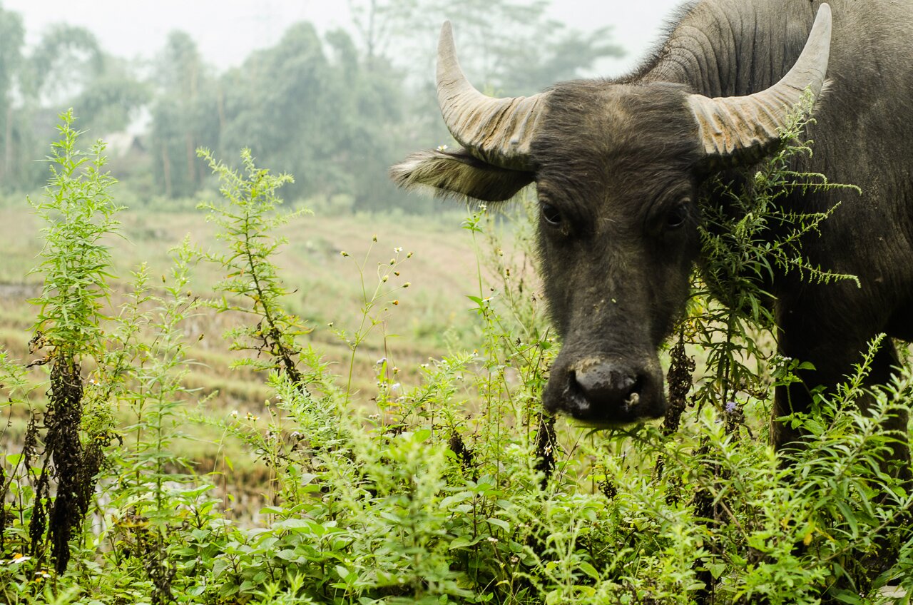 Vietnam - Sapa - Photo 19