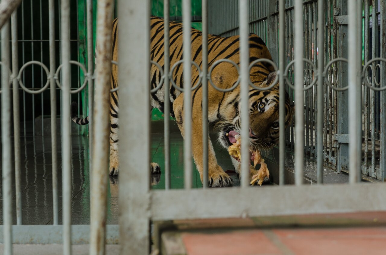 Vietnam - Suoi Tien Theme Park - Photo 10